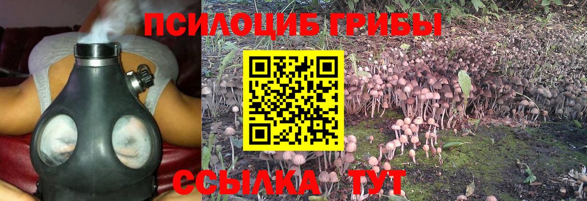 Галлюциногенные грибы Cubensis Гатчина