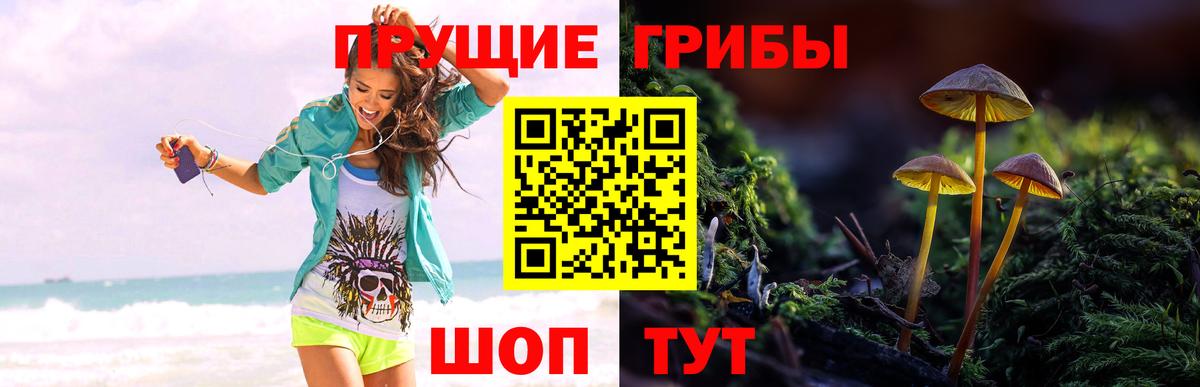 Галлюциногенные грибы Psilocybe  Вход с VPN  Галлюциногенные грибы ЛСД  Гатчина 